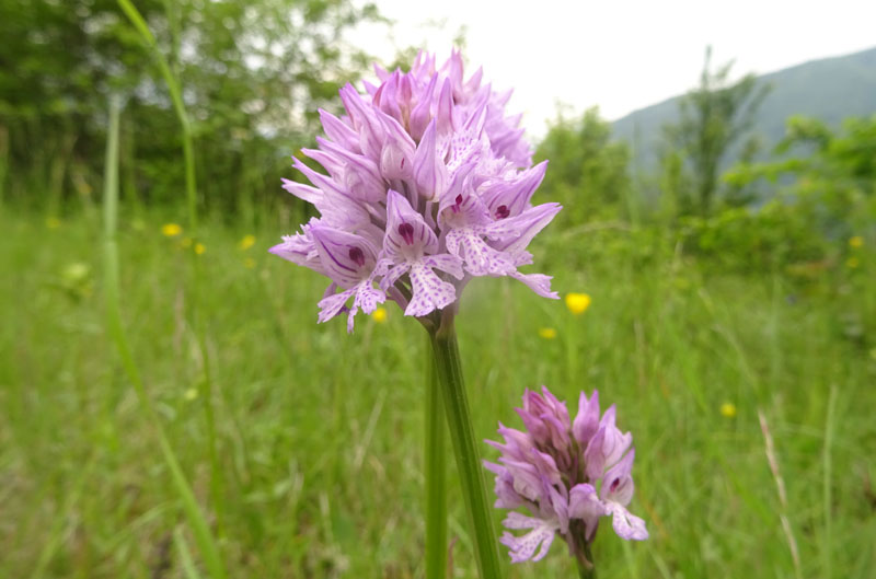 Neotinea tridentata - Cimone (TN)